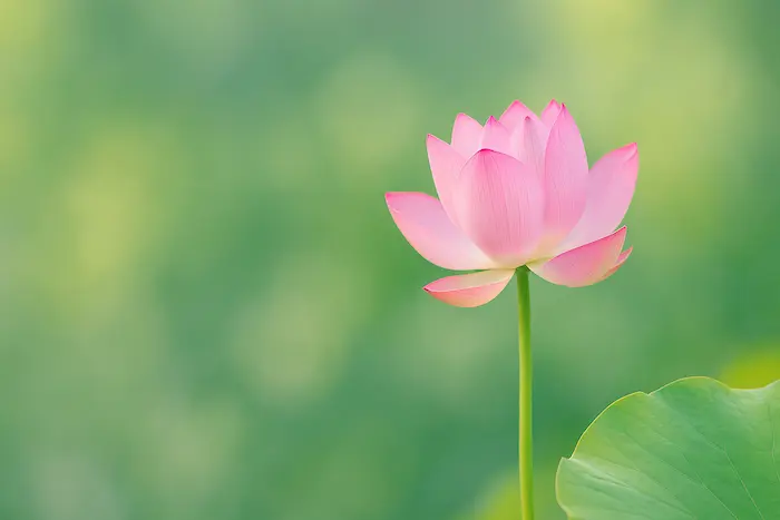 Міський сад на даху